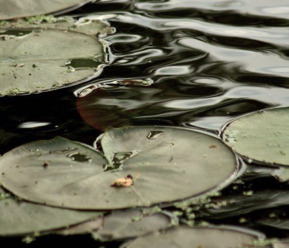 photograph of lilypads