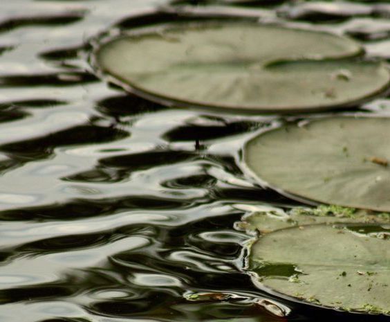 photograph of lilypads